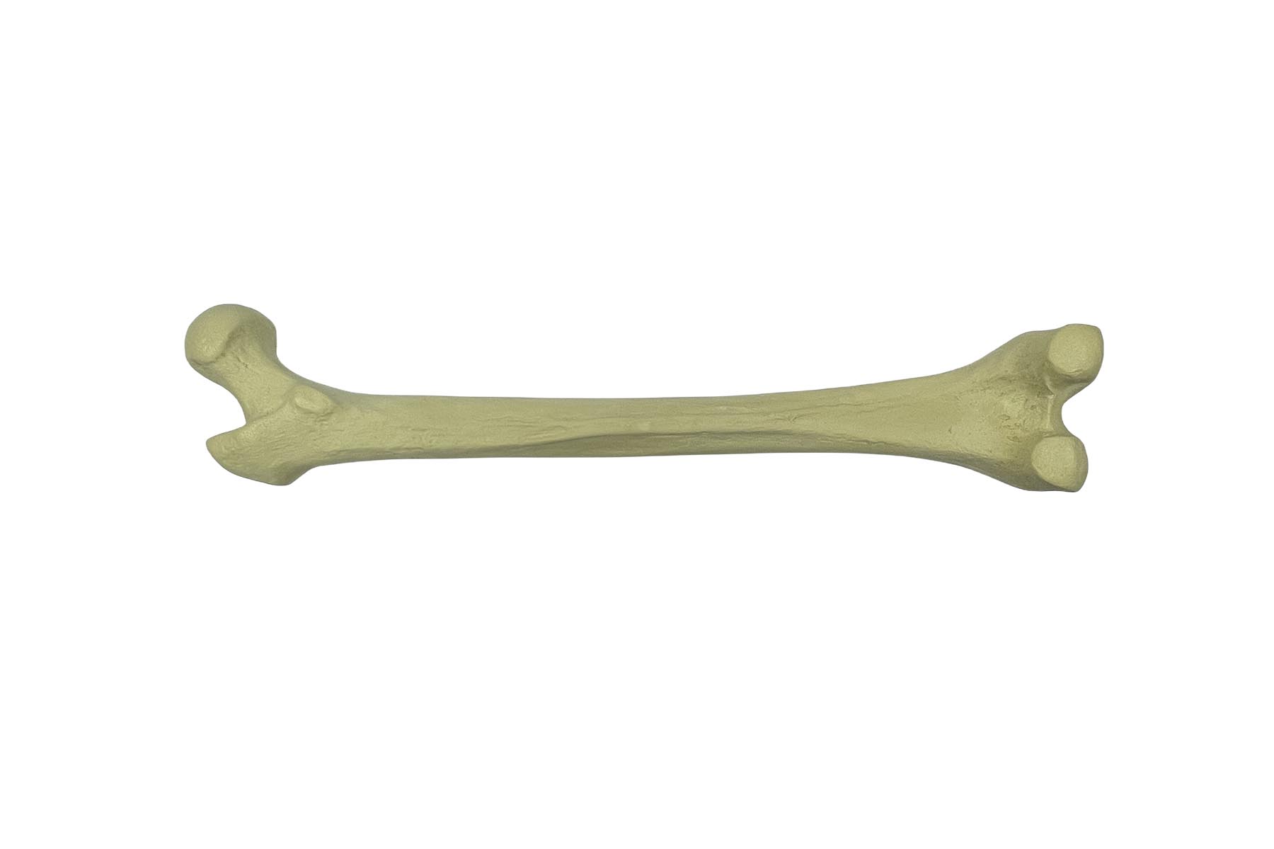 SPUSM Femoral Practice Bone Model (Solid Core)